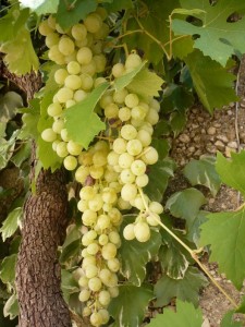 fioritura_possibile